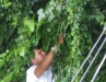 Plucking ripe fruit