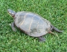 A painted turtle that was cruising the fairway on the 10th