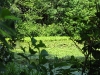 One of the corners of the lake, covered in lily pads