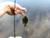 First catch of the day, a small sunfish