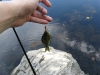 Another small sunfish