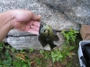 Third catch, a larger sunfish