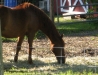 Horses stabled just off the trail